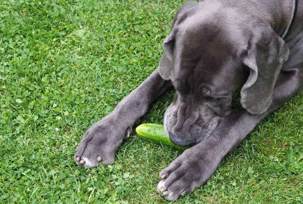 Can Dogs Eat Cucumber Are Cucumbers Bad For Dogs Pet Diet Guide can-dogs-eat-cucumber-are-cucumbers-bad-for-dogs-pet-diet-guide