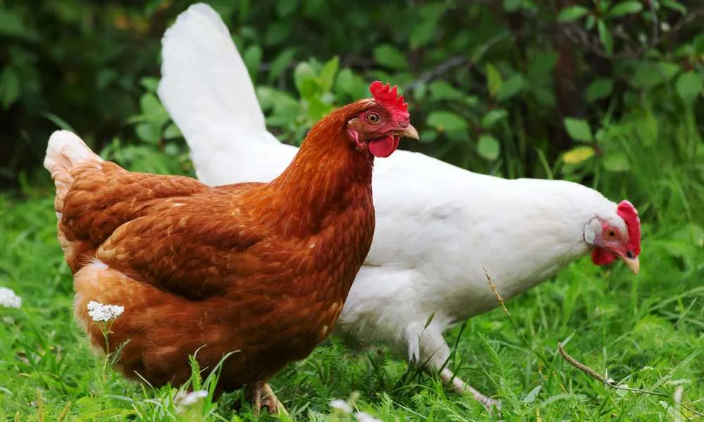 can-chickens-eat-beef-fat-pet-diet-guide