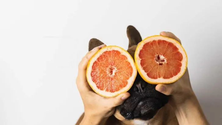 Can Dogs Eat Grapefruit