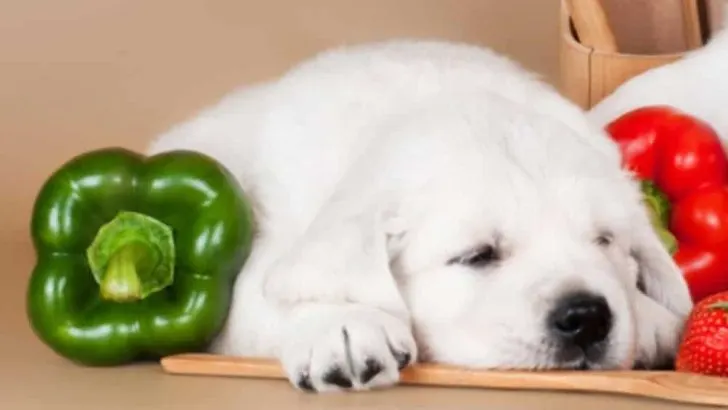Can Dogs Eat Green Peppers