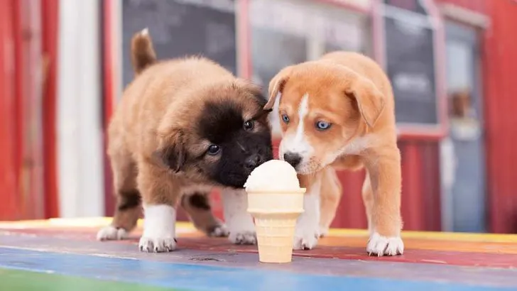 Can Dogs Eat Ice Cream