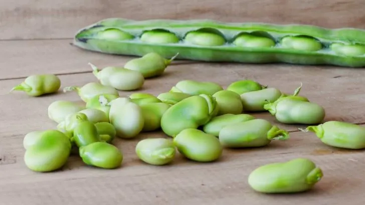 Can Dogs Eat Lima Beans