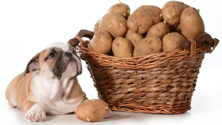 Can Dogs Eat Raw Potatoes