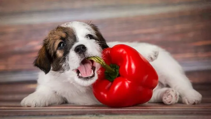 Can Dogs Eat Spicy Food