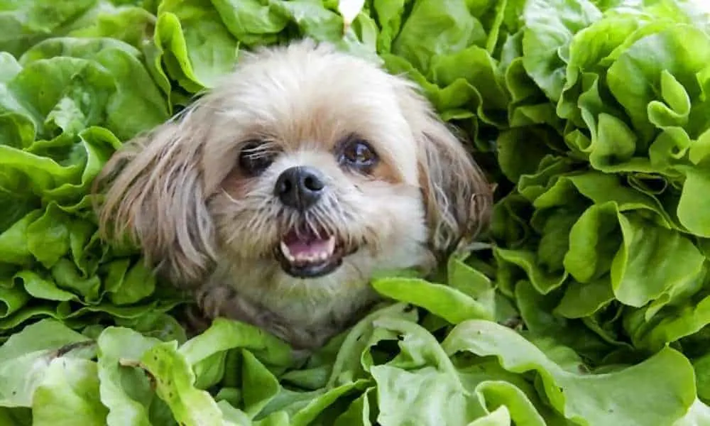 Can Dogs Eat Spinach