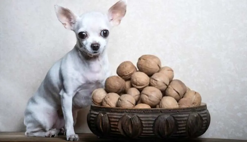 Can Dogs Eat Walnuts