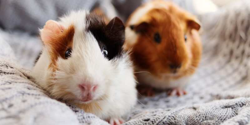 Can Guinea Pigs Eat Quinoa? 