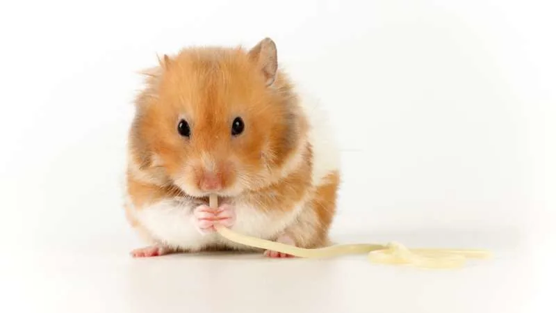 Can Hamsters Eat Pasta? | Pet Diet Guide