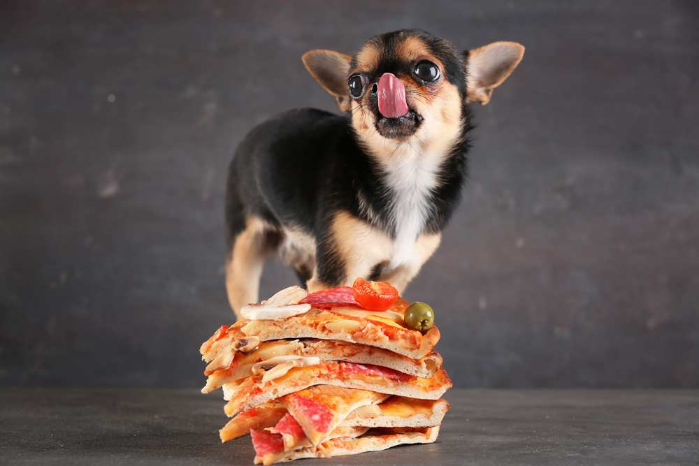 Can My Dog Eat Pizza Crust