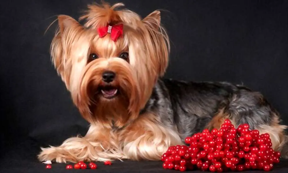 Can My Dogs Eat Cranberries