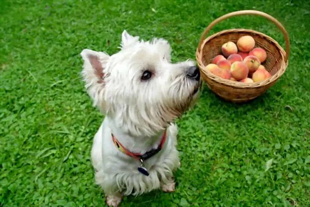 Can My Dogs Eat Peaches
