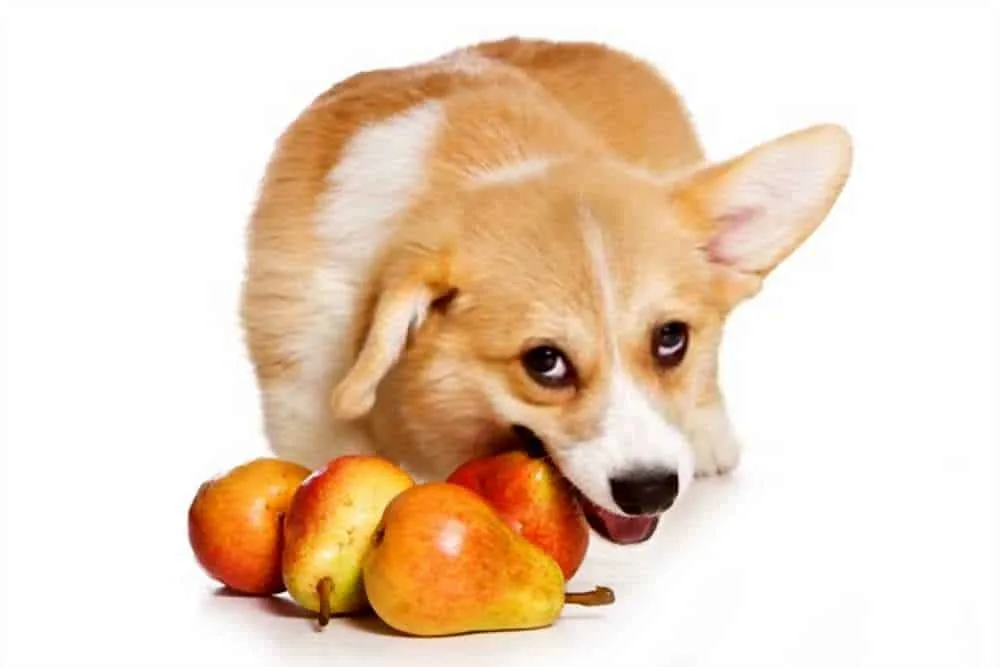 Can My Dogs Eat Pears
