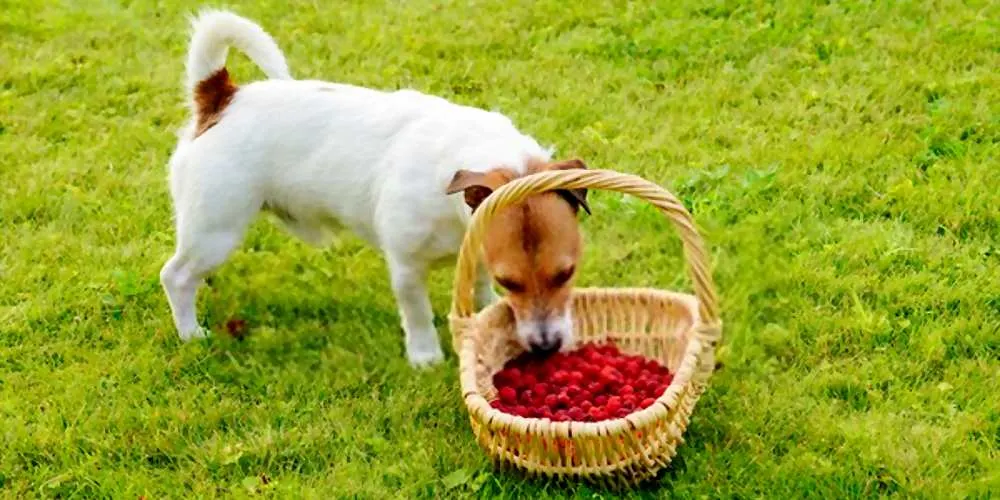 Can My Dogs Eat Raspberries