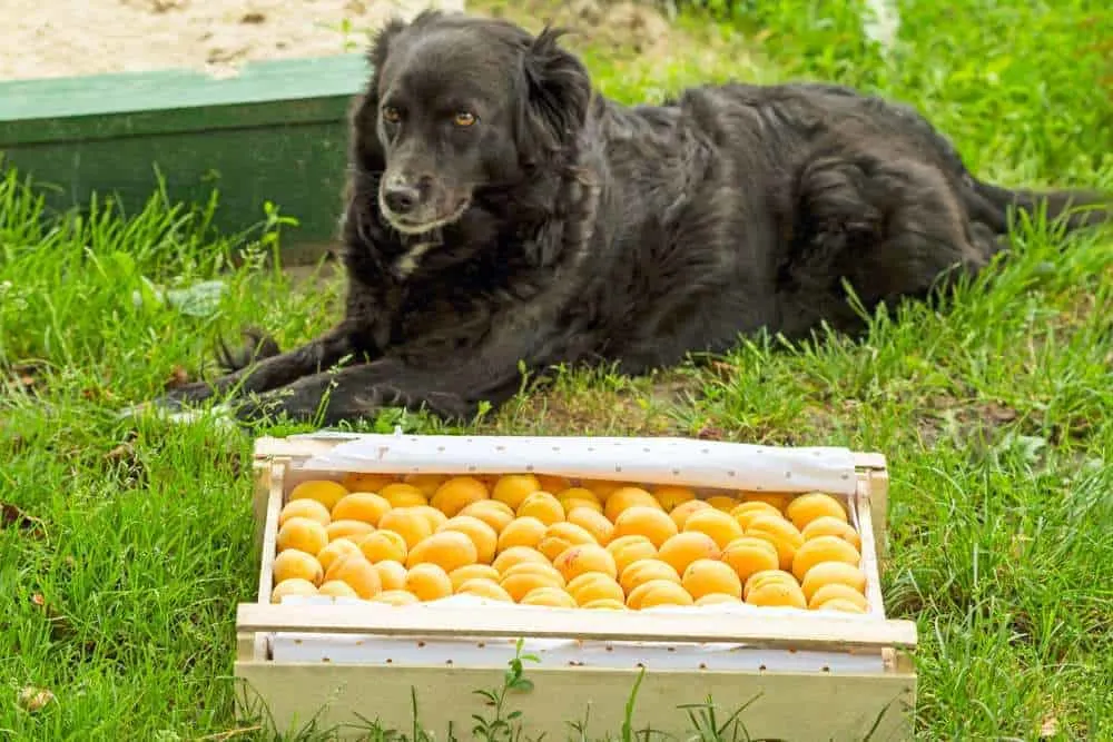 Dh Can Dogs Eat Apricots