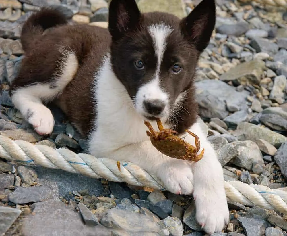 Dh Can Dogs Eat Crab