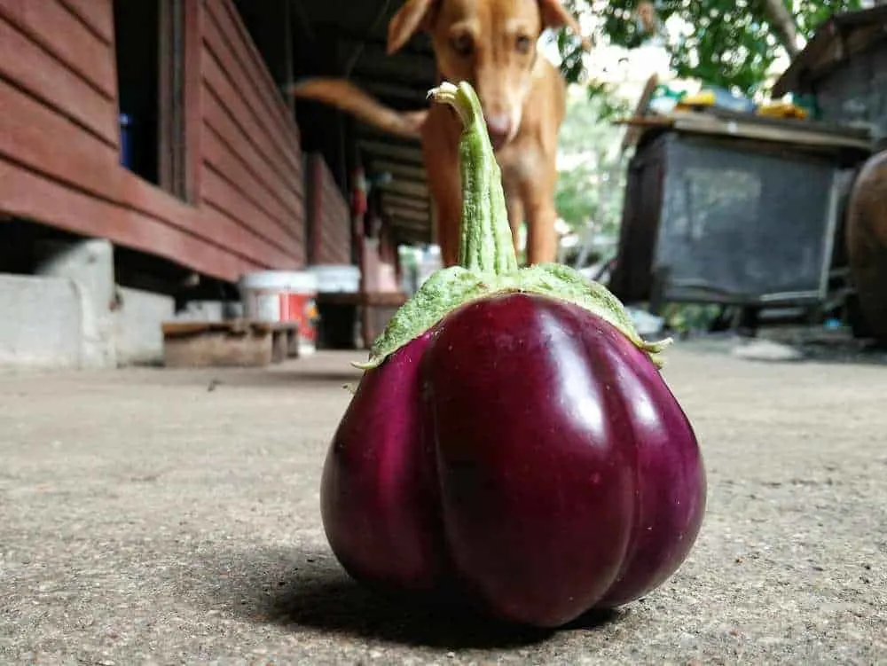 Dh Can Dogs Eat Eggplant