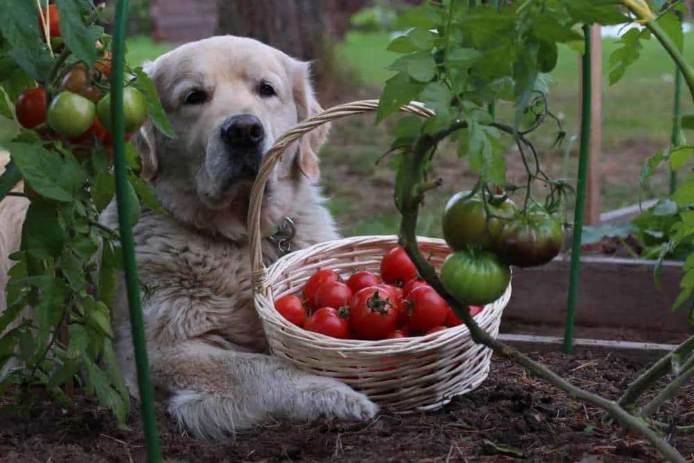 Dh Can Dogs Eat Ketchup