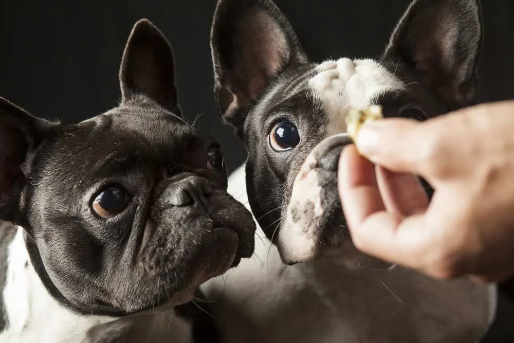 Dh Can Dogs Eat Kidney Beans