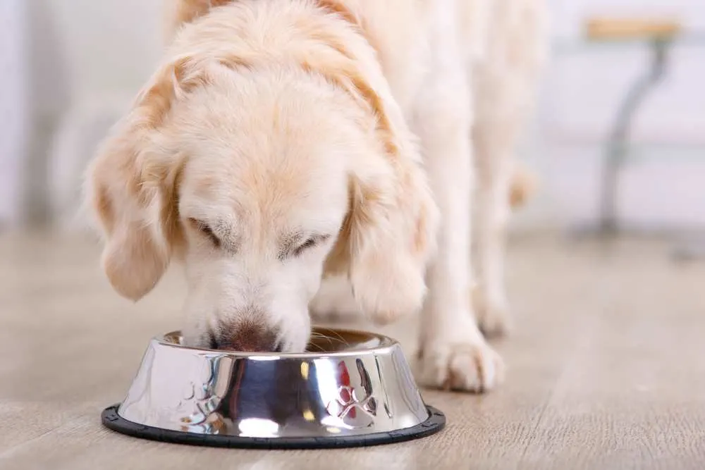 Dh Can Dogs Eat Lima Beans