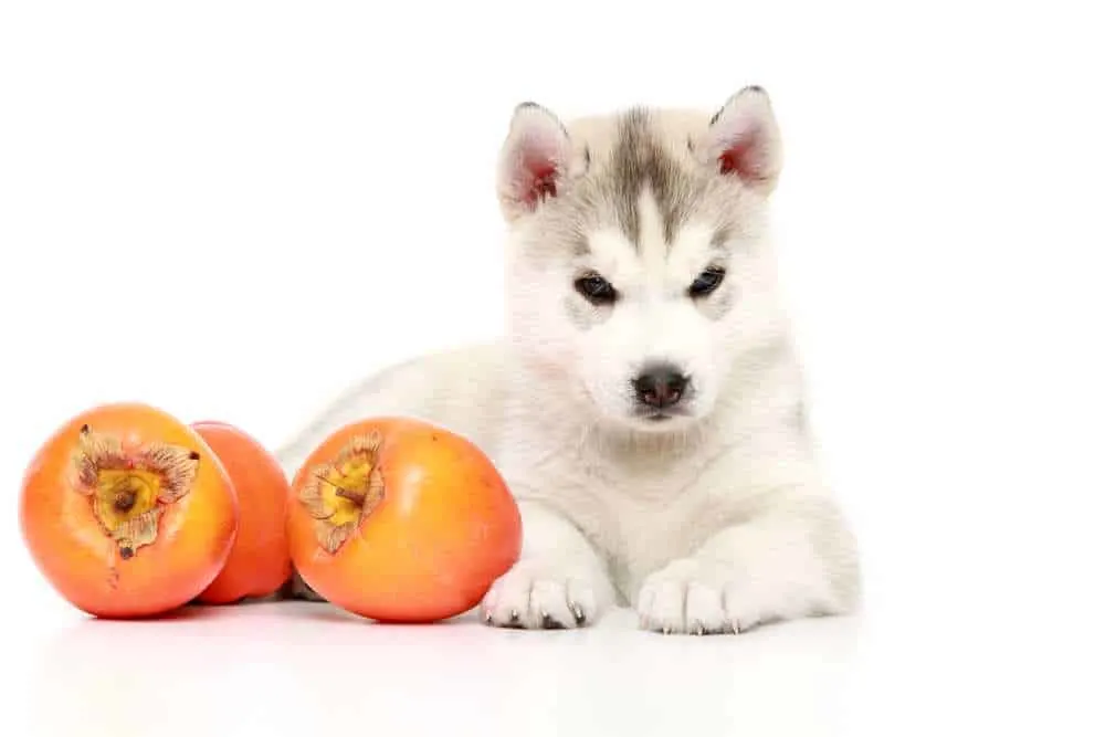 Dh Can Dogs Eat Persimmons