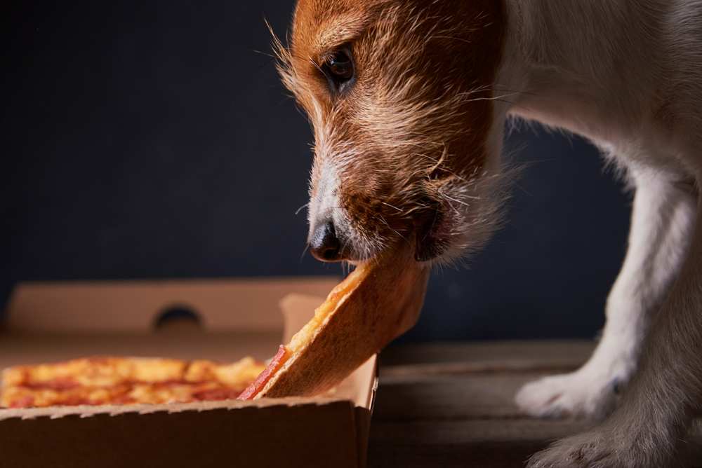 Dh Can Dogs Eat Pizza Crust