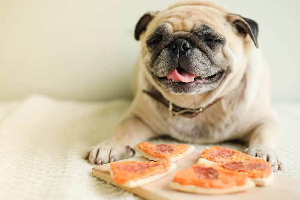 Dh Can Dogs Eat Pizza