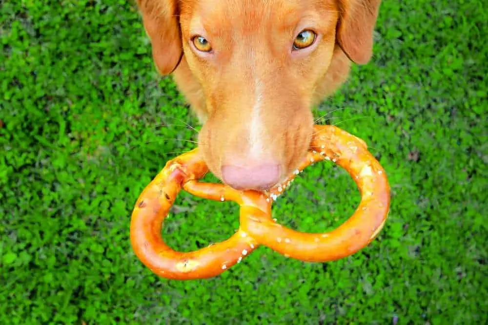 Dh Can Dogs Eat Pretzels