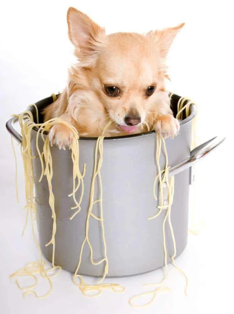 Dh Can Dogs Eat Spaghetti