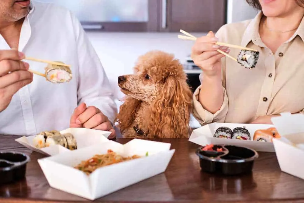 Can Dogs Eat White Rice? Is White Rice Bad For Dogs? Pet Diet Guide