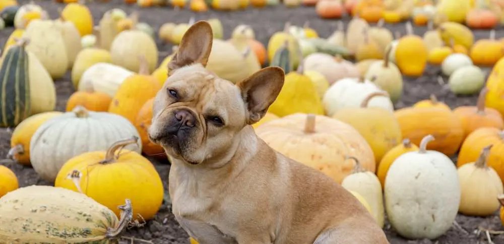 Dh Can Dogs Eat Yellow Squash